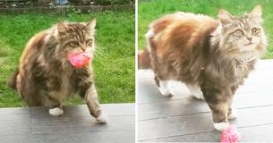 Un chat apporte des fleurs à ses voisins depuis son jardin de façon constante depuis le printemps