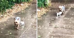 Une chienne part faire ses besoins dehors et revient avec un chaton abandonné pour lui offrir un abri