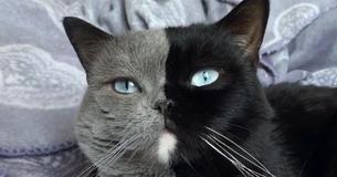Des chatons bicolores ont chacun la couleur de leur père d'un côté de leur visage