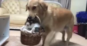 Une chatte tombe subitement amoureuse d'un Golden Retriever