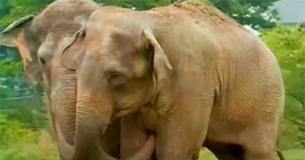 Des éléphants de cirque sauvés se sont réunis après plus de deux décennies - Un moment inoubliable qui réchauffe les cœurs