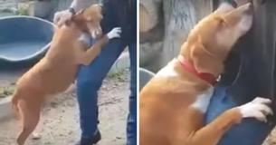 Un chien de refuge étreint un journaliste jusqu'à ce qu'il décide de l'adopter