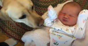 Eager Yellow Lab Can't Contain Happiness When Meeting New Baby Sister