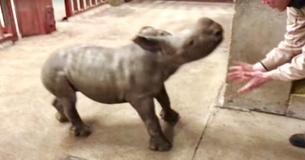 Un bébé rhinocéros s'amuse avec un gardien de zoo