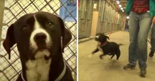 Un chien devant se faire euthanasié réalise qu'il a été adopté et saute de joie