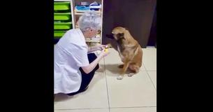 Un chienne errante entre dans une pharmacie et montre sa patte blessée. Une pharmacienne la soigne