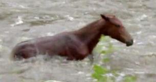 Horse Saved From Raging River After Two Hour Fight With Current