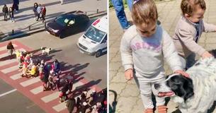 Dog Goes To School Each Day And Helps Kindergarten Kids Safely Cross Street