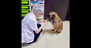 "Je te fais confiance" - Un chien se rend dans une pharmacie et montre qu'il est blessé en cherchant un traitement chez la pharmacienne