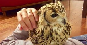 Man Relaxes On Floor With His Pet Owl