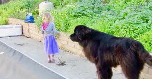 Hond 'beschermt' zijn jonge meisje wanneer ze te dicht bij het zwembad komt