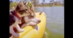 Kitten opgevoed door husky's denkt dat ze een hond is