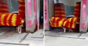 Stray Dog Visits The Same Car Wash Weekly To Use The ‘Automatic Petting Machine’