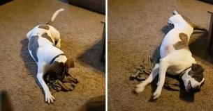 Soldaat verstuurt vanuit het buitenland een stinkend shirt naar zijn huis - hond snuffelt eraan en wordt hysterisch