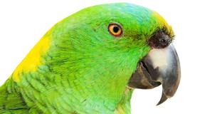 Je zult huilen van het lachen door deze papegaai die 'Margaritaville' zingt