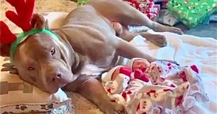 Gentle Pit Bull Caringly Watches Over Newborn Babies