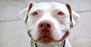 Rescue Pit Bull Has The Sweetest Grin
