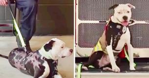 Pit Bull Puppy Saved From Fire Becomes Honorary Firefighter
