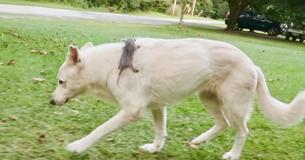Dog Adopts Orphaned Opossum And Carries Him On Her Shoulder