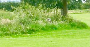 Dog Attempts To Hide When It’s Time To Leave The Park