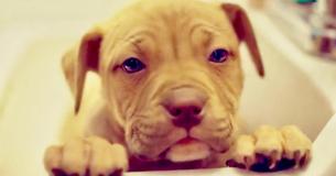 Adorable Pit Bull Puppy Gets Her Debut Bubble Bath In Sink