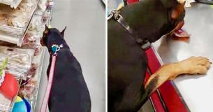 Doberman Pinscher Picks Out His Own Treat And Brings It To The Cashier