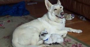 Dog Adopts Baby Pygmy Goat And Treats It As One Its Own Pups