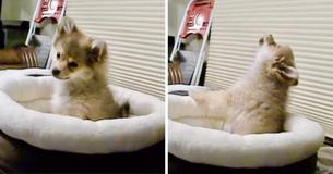 Tiny Pomeranian Puppy Howls Along With Wolves