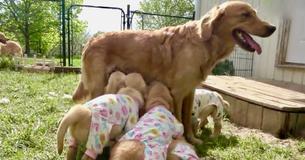 Adorable Puppies Wear Pajamas While Drinking Milk From Their Mother
