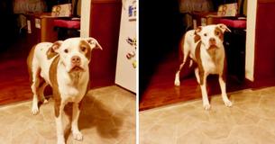 Dog Has Dilemma As Dad Asks Whether She Wants To Take Bath Or Go On Walk
