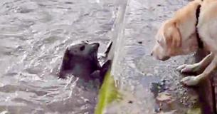 River Seal Pup Plays Hide And Seek With Curious Dog