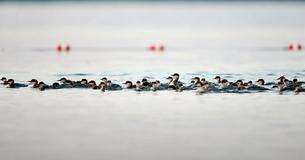 ‘Super Mom’ Heading South With 76 Baby Ducklings Following Behind Her