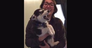 Une propriétaire ne peut s'empêcher de rire alors que son bébé Husky essaye d'avoir une conversation avec elle