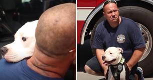 Pit Bull Puppy Rescued From A Fire Becomes A Firefighter Hero