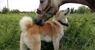 Horse And Dog Finally Reunite After 7 Months Separated