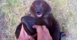 Kleine verweesde grizzlybeer vindt het heerlijk als de man die haar gered heeft haar voeten kietelt