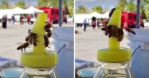 Bees Join Forces To Open Container Of Stolen Honey