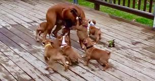 Un papa Boxer se fait "attaquer" par ses chiots