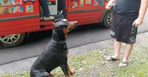 Doberman Enthusiastic About Ice Cream Truck Does Tricks For Popsicle