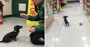 Dachshund Works At Pet Store As ‘Chief Meeter And Greeter’