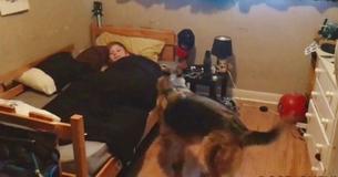 German Shepherd Makes Sure To Wake Up The Kids For School Daily