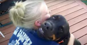 Rottweiler Purrs Like A Kitten When His Owner Holds Him