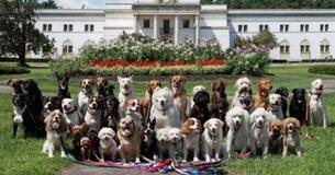 Dog Walker Takes Adorable Group Picture Of His Clients Daily