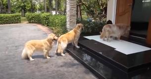 After Muddy Day Out Four Pups Calmly Wait Turn To Get Paw Wash