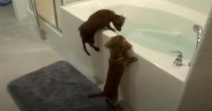 Mini Dachshunds Have Funny And Sweet Bathtime Ritual