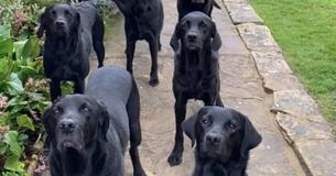 Obedient Black Labs Wait For Mom To Call Out Each Of Their Names