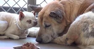 Baasje geeft twee oudere honden aan asiel - als ze het bijna hebben opgegeven, vinden ze alsnog samen een thuis