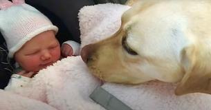 Eager Yellow Lab Can’t Contain Joy To Meet New Baby Sister