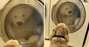 Cocker Spaniel Waits Patiently In Front Of Dryer Until His Stuffed Bear Is ‘Safe’