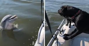 Friendly Wild Dolphin Swims By To Say Hello To Two Dogs On A Boat